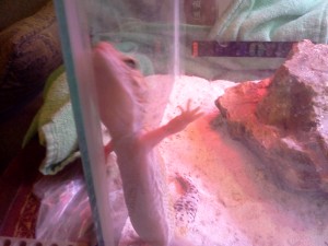 a.k.a. Sweetie the Gecko